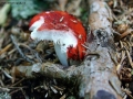 Prossima Foto: qualcuno  passato .............