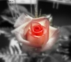 Foto Precedente: rosa