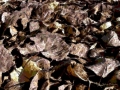 Foto Precedente: camminando fra le foglie