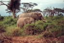 Foto Precedente: elefanti
