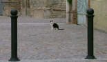 Prossima Foto: Cat
