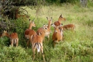 Foto Precedente: impala