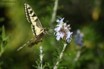 Foto Precedente: Farfalla gialla