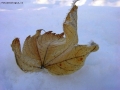 Prossima Foto: collezione autunno/inverno