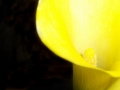 Foto Precedente: calla gialla