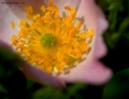 Prossima Foto: nella rosa canina