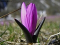 Prossima Foto: rallentato risveglio di un fiore...