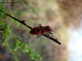 Prossima Foto: rosso