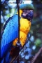 Foto Precedente: pappagallo