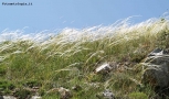 Foto Precedente: pelle di monte