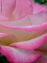 Prossima Foto: petali di rosa