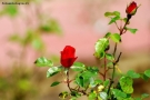 Foto Precedente: rose