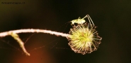 Prossima Foto: piccola cavalletta!!