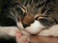Foto Precedente: IL MIO CUCCIOLO