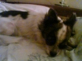 Prossima Foto: Athos-dorme-sul-letto.
