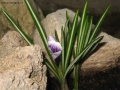 Foto Precedente: bocciolo di crocus