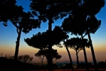 Prossima Foto: pineta