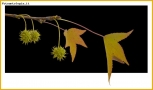 Prossima Foto: Liquidambar