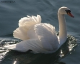 il principe del fiume
