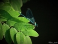 Prossima Foto: Dragonfly