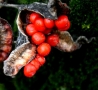 Foto Precedente: Frutti del bosco