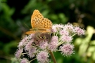 Foto Precedente: Butterfly