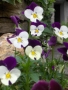 Prossima Foto: violette di montagna