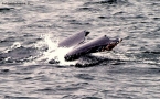Prossima Foto: Whale watching #6