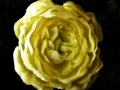Prossima Foto: Fiori finti 2