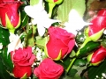 Foto Precedente: ROSE E PASSIONI