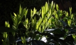 Prossima Foto: Verde controluce