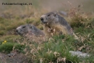 Marmotte curiose