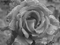 Prossima Foto: rosa in bianco e nero