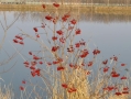 Foto Precedente: l'inverno e le bacche rosse