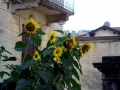 Foto Precedente: Girasoli in citt