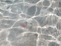 Foto Precedente: medusa...sarda
