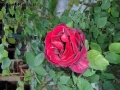 Prossima Foto: una rosa.......
