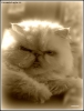Foto Precedente: Athos: non mi fate arrabbiare ....