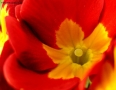 Foto Precedente: primula rossa