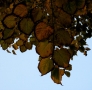 Foto Precedente: foglie d'autunno
