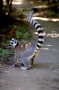 Foto Precedente: Lemure  Catta