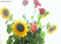 Prossima Foto: girasoli