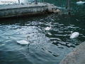 Prossima Foto: Lake Garda-Riva del Garda-Italy