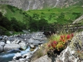 Prossima Foto: Fiori sul sentiero...