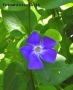 Prossima Foto: Pervinca