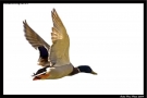 Prossima Foto: in volo