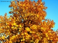 Prossima Foto: l'oro dell' autunno