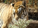 Foto Precedente: la tigre