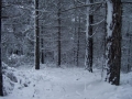 Foto Precedente: Foresta fredda