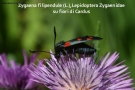 Prossima Foto: Zygena su Cardo (II)